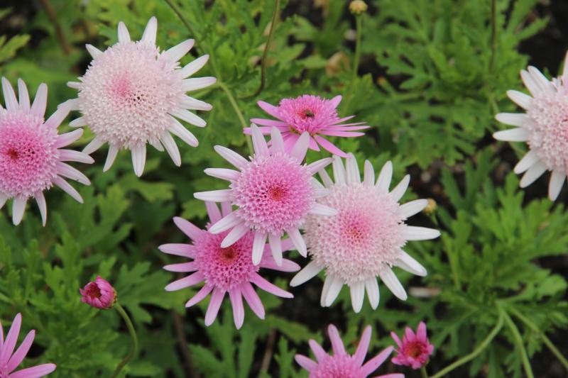 Plant Heritage urges Dartmoor gardeners to save endangered plant species