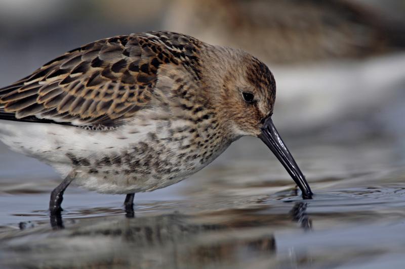 Comprehensive summer survey to assess Moorland bird populations on Dartmoor