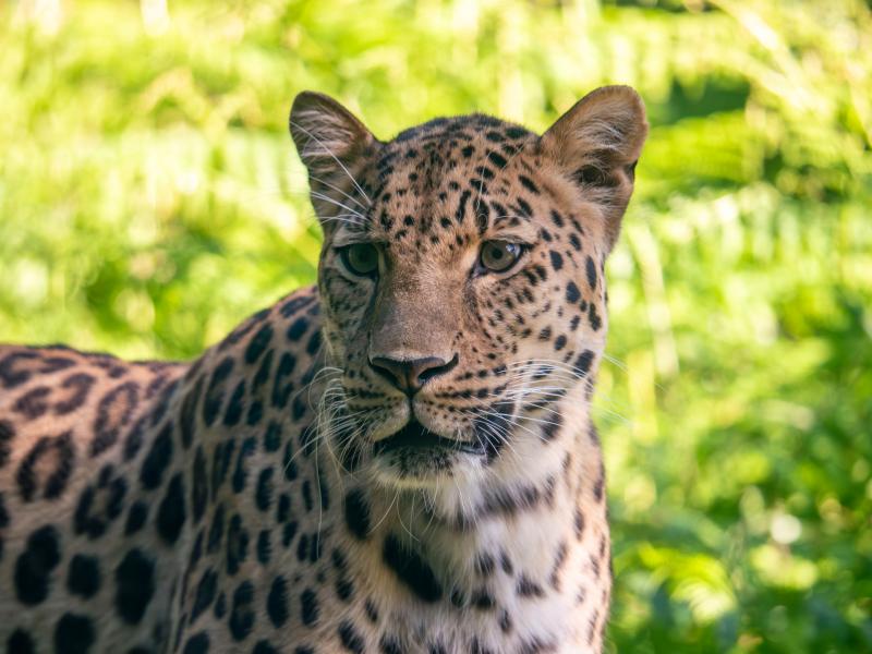 Dartmoor Zoo helps global animal conservation with key data