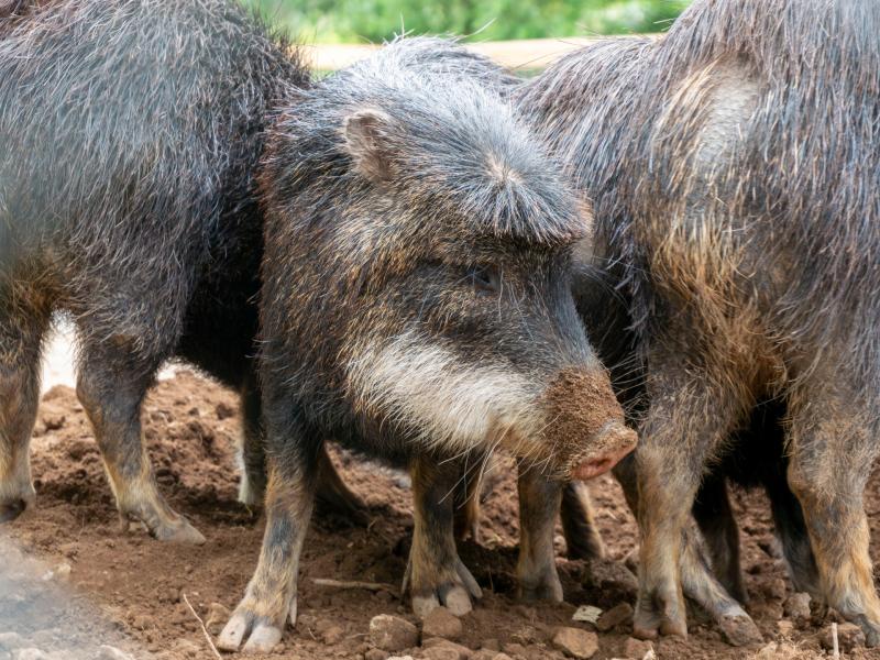 When is a pig not a pig? Discover the white-lipped peccary at Dartmoor Zoo