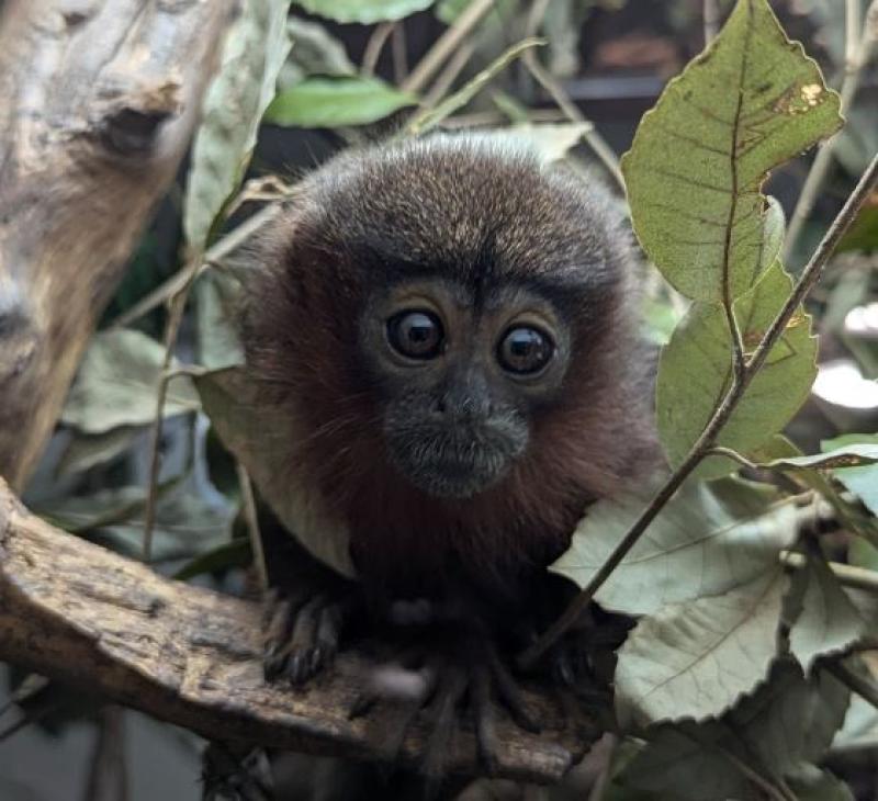 Baby monkey named in honour of incredible volunteer