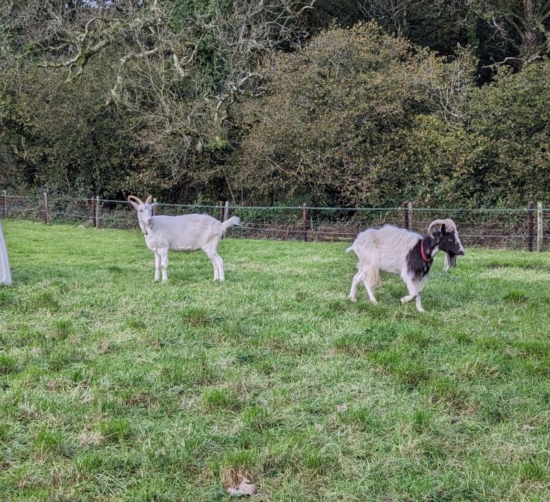 RSPCA say animal rehoming centres are at breaking point in Devon