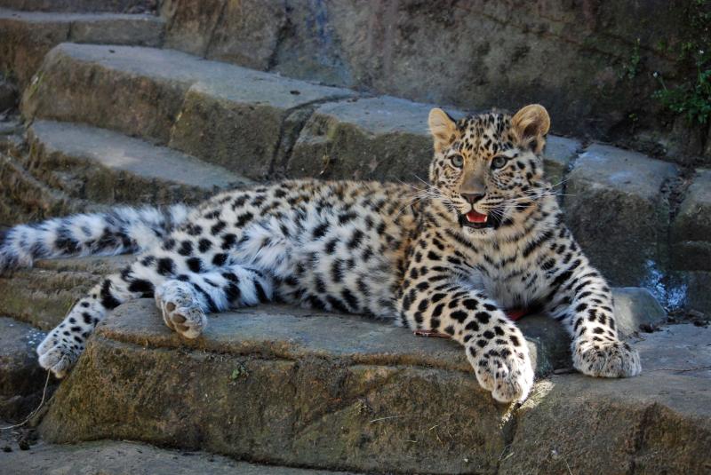 Dartmoor Zoo welcomes new Amur Leopard
