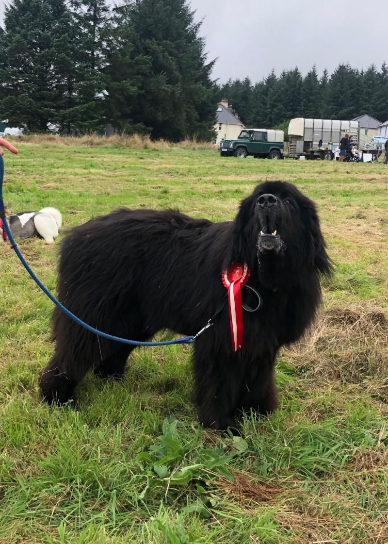 Which is bigger – Dartmoor pony foal or Newfoundland dog?!