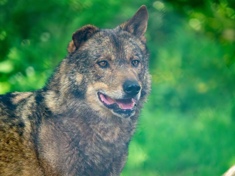 What is Rewilding?