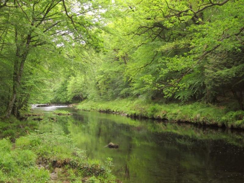 Group launches Crowdfunder to combat sewage pollution in River Dart