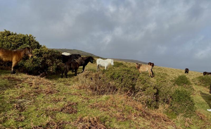 Action needed to save Dartmoor ponies
