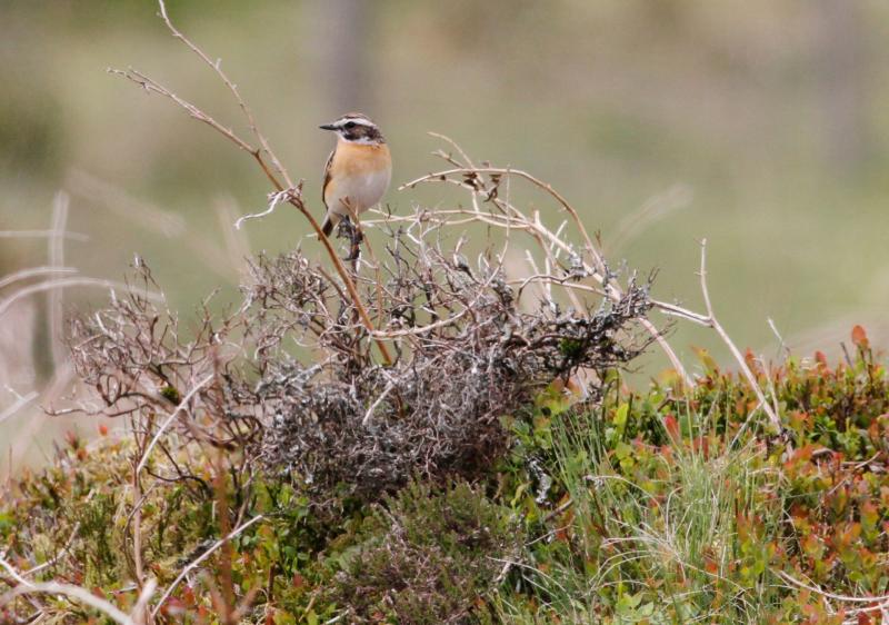 Hope rises for Dartmoor's Whinchats