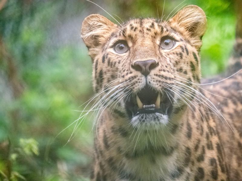 The Plight of the Amur Leopard