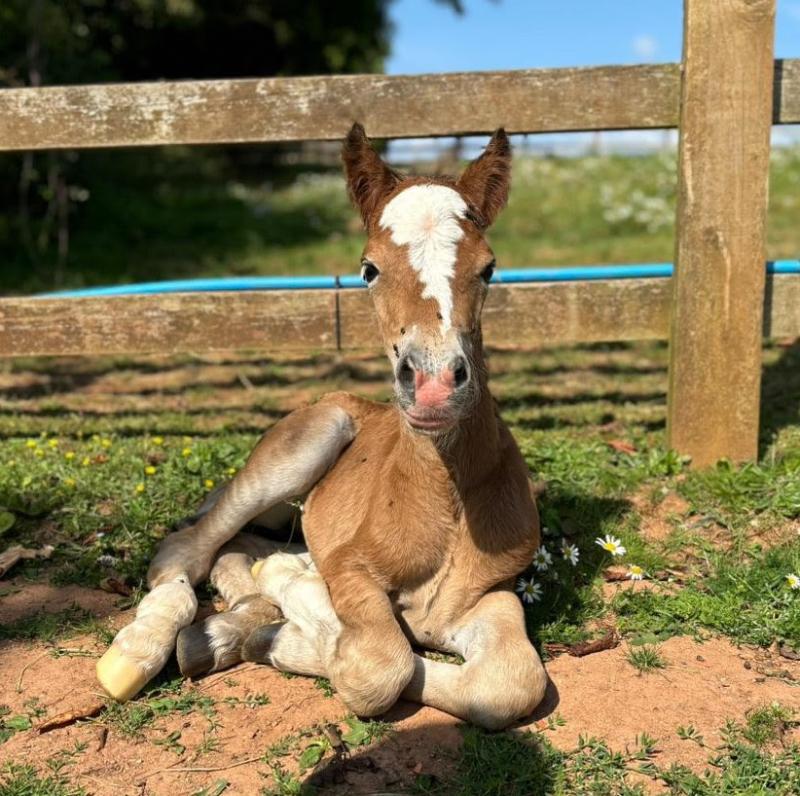 Charity captures heartwarming foal birth on webcam
