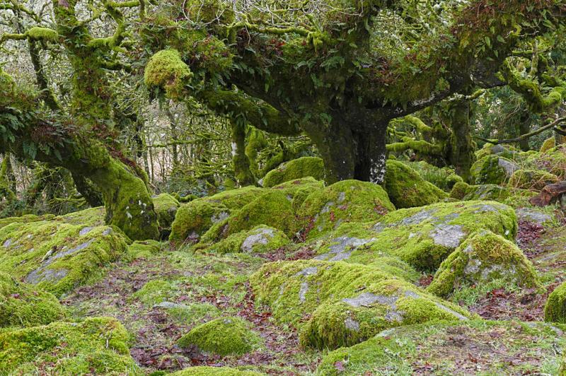 dartmoor wistmans wood