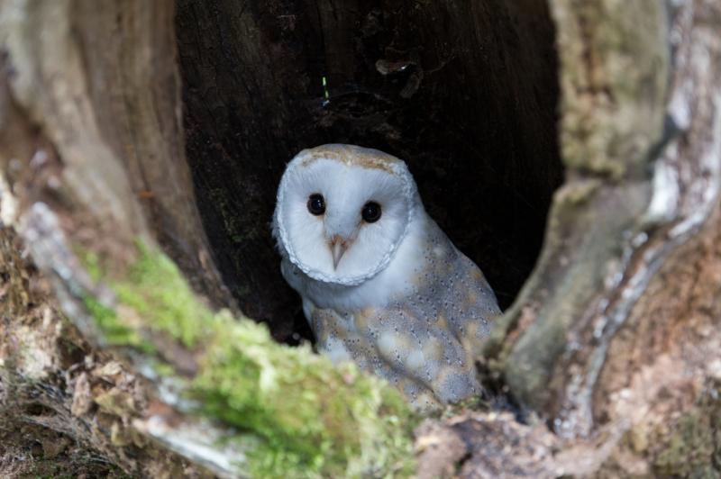 Ashburton charity leads owl conservation efforts