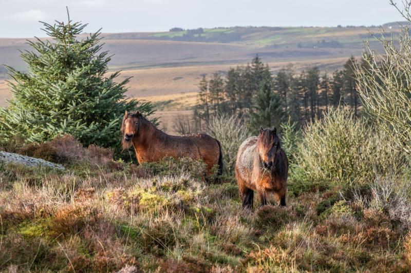 Luke Pollard "cautiously optimistic" Dartmoor Hill Pony cull will be averted