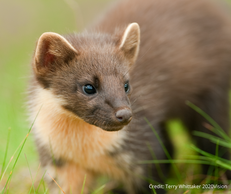 Pine Martens return to the South West after a century-long absence