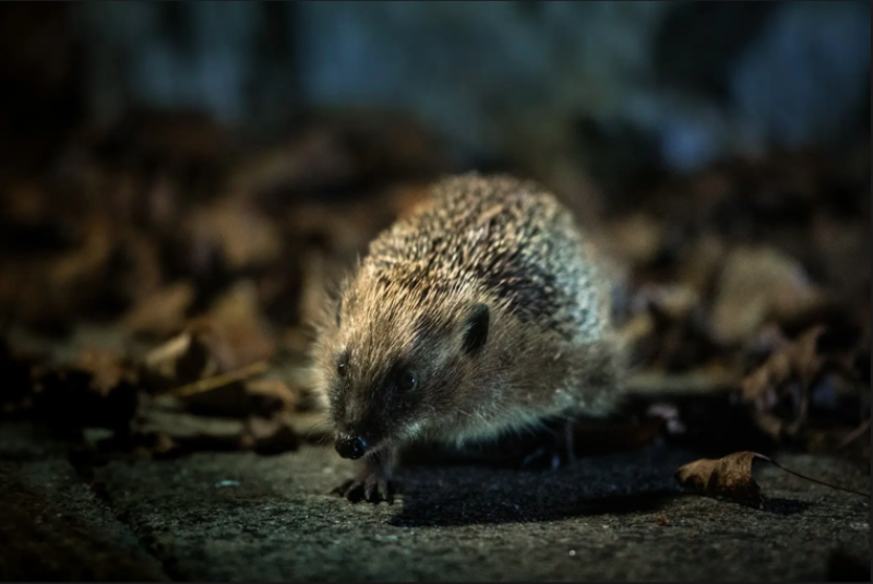 First National Hedgehog Conservation Strategy launched to tackle declining populations