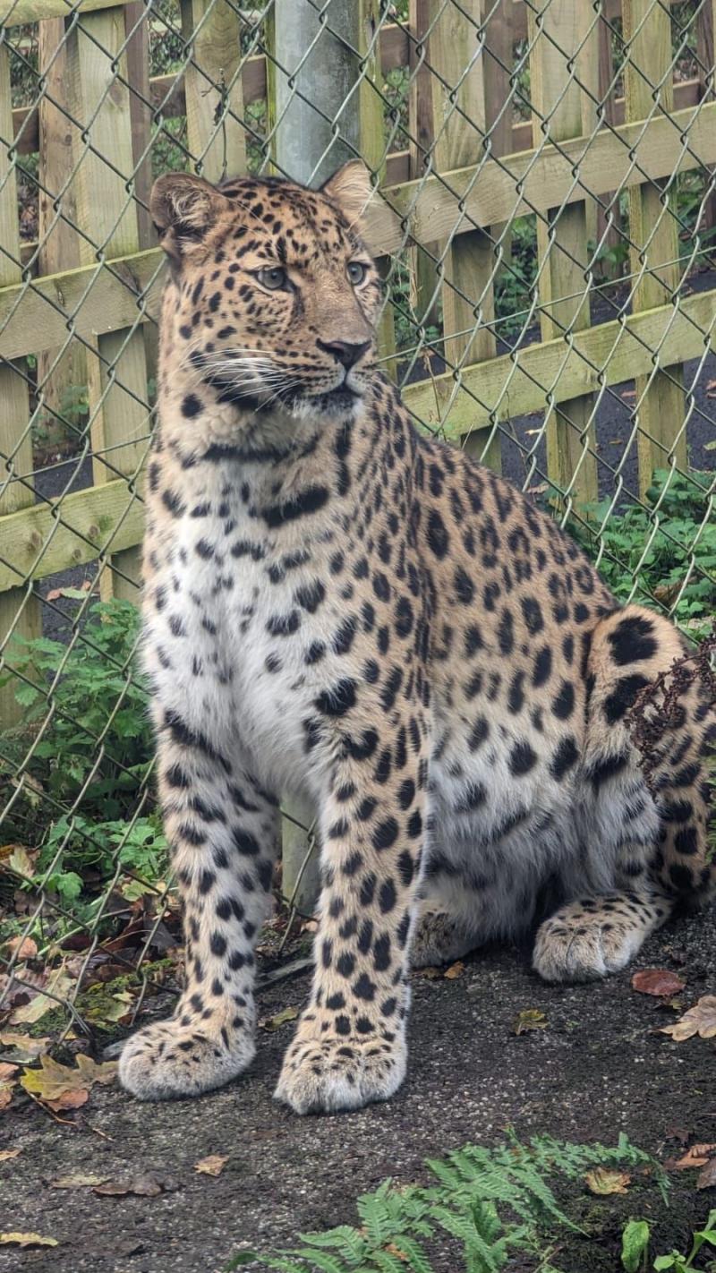 Dartmoor Zoo offers free access to foster families in Plymouth