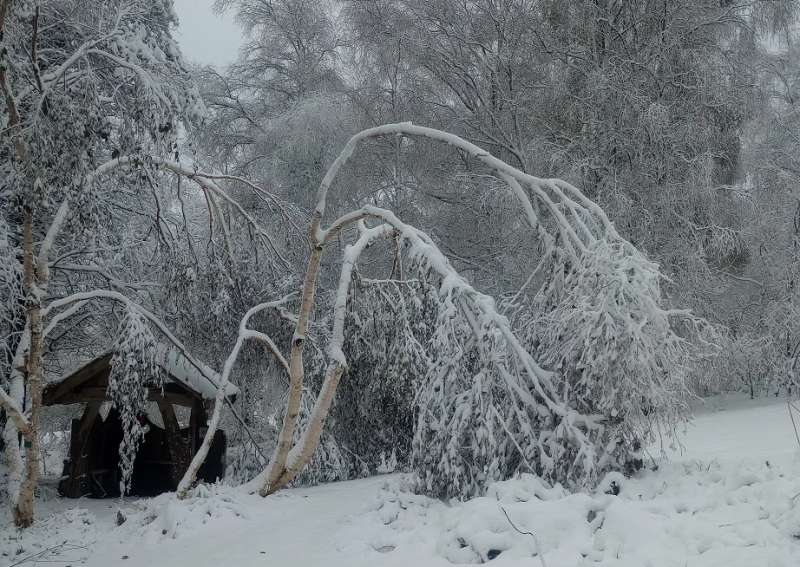 Storm Burt causes devastating damage to Dartmoor nursery