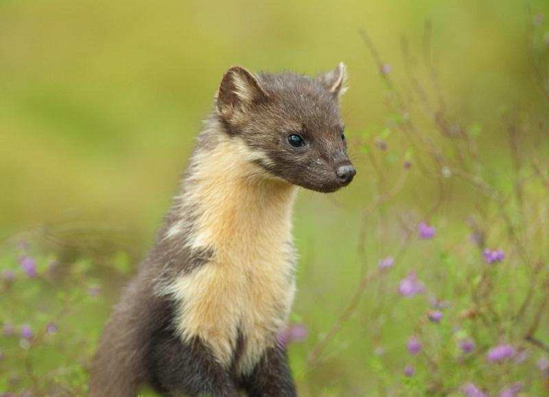 Pine marten project seeks support to double donations