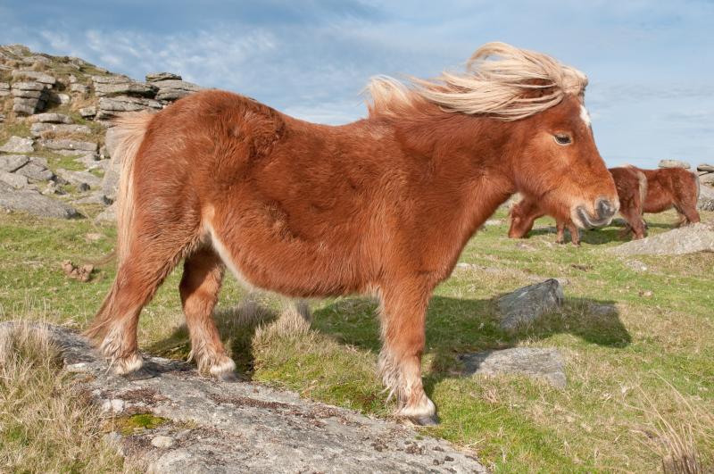 Dartmoor Hill Pony Display Team to bring festive cheer with Christmas fancy dress ride
