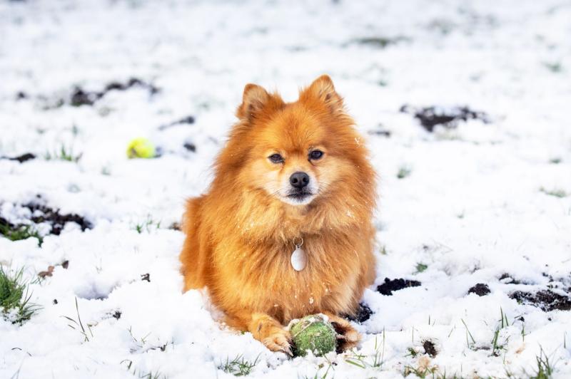  RSPCA offers tips to keep pets warm this winter