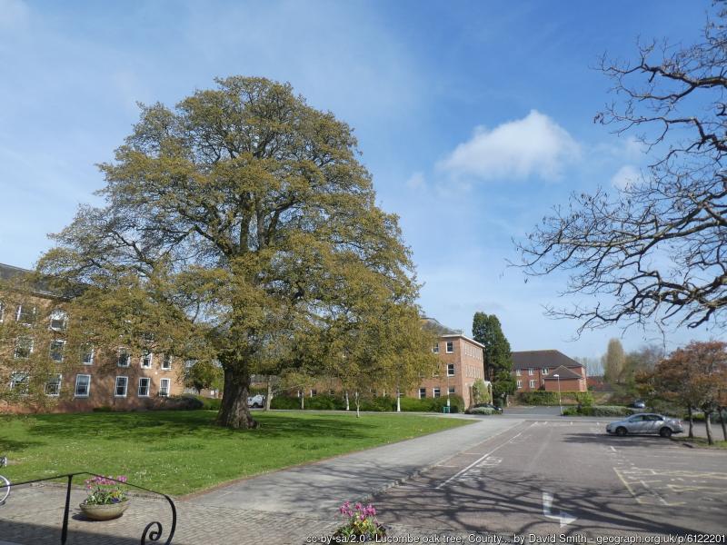 Councils respond to Devolution White Paper in Devon