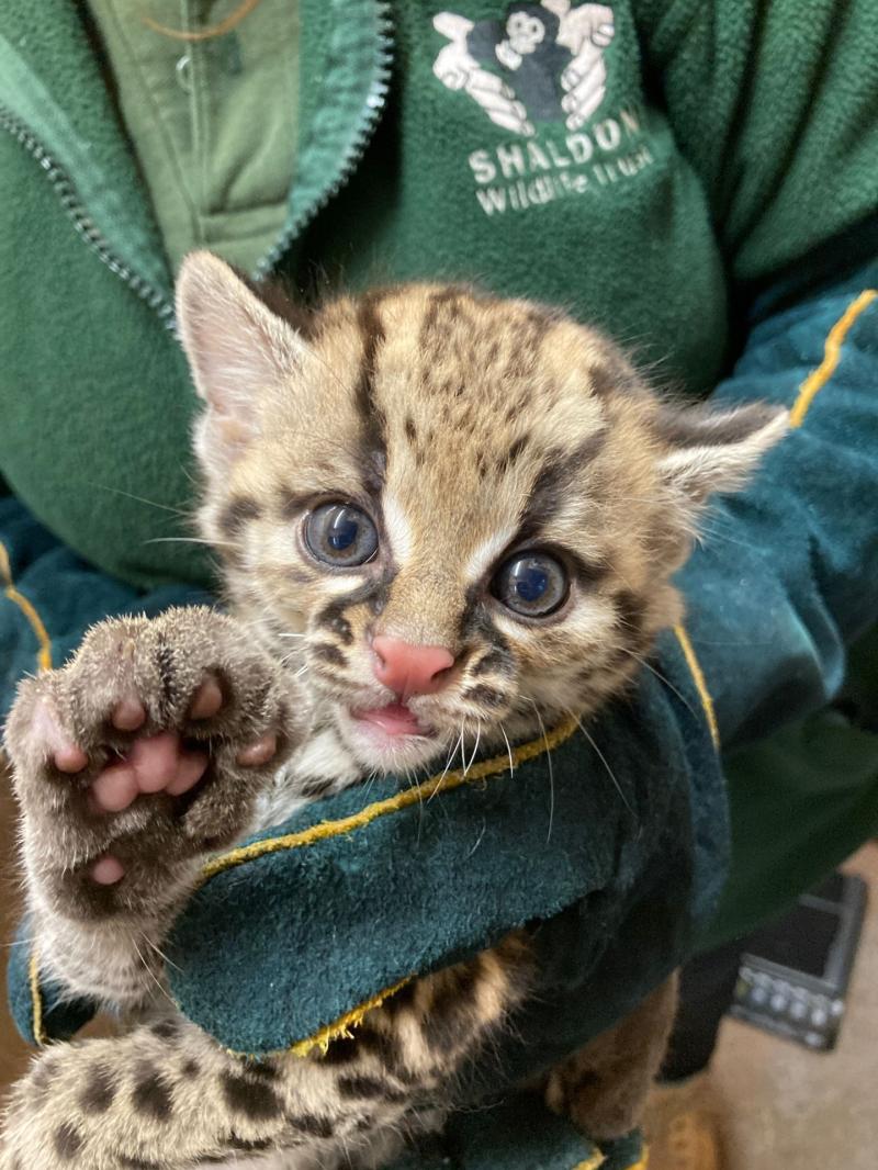 Shaldon Wildlife Trust celebrates birth of rare margay kitten