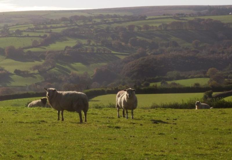New bill could help protect Dartmoor livestock 