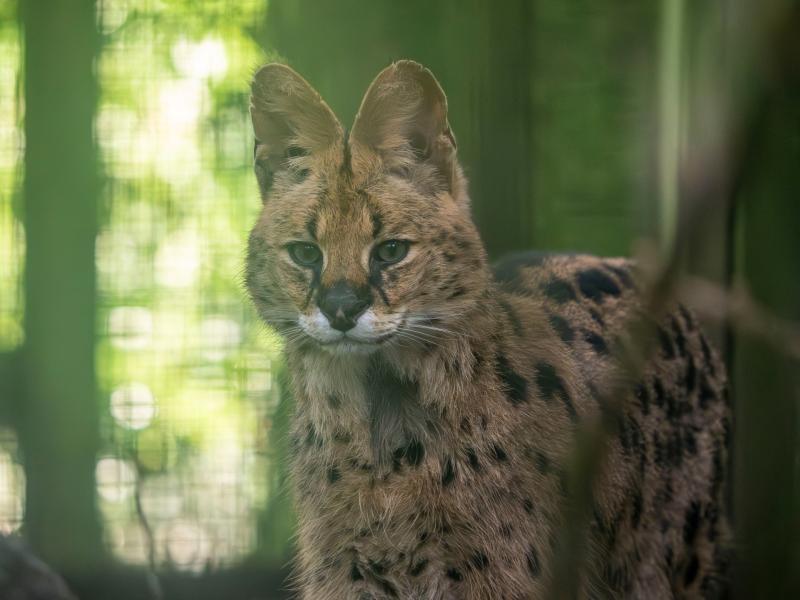Serval cat rehomed at Dartmoor Zoo after 'Britain's Tiger King' conviction