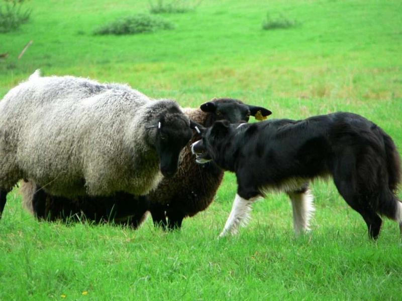 Rural crime increases – a worrying trend?