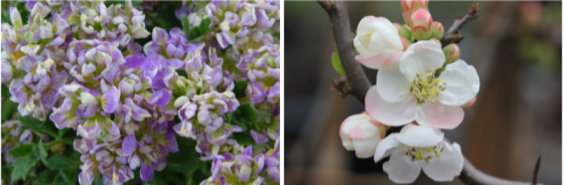 A call to protect the UK’s horticultural heritage