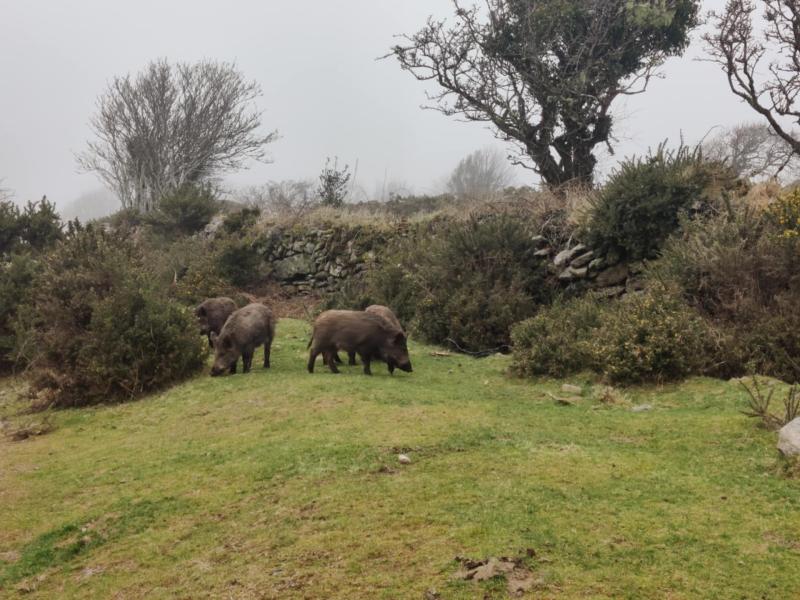 Wild Boar spotted on Dartmoor