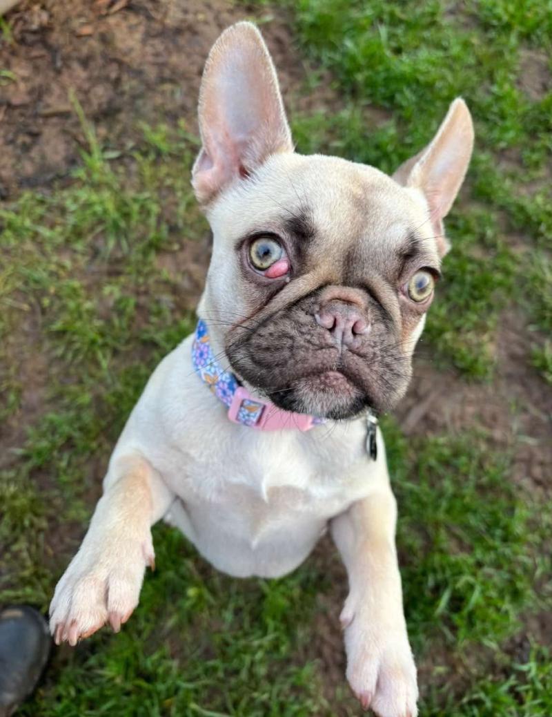Poorly puppy in rescue centre in need of urgent treatment