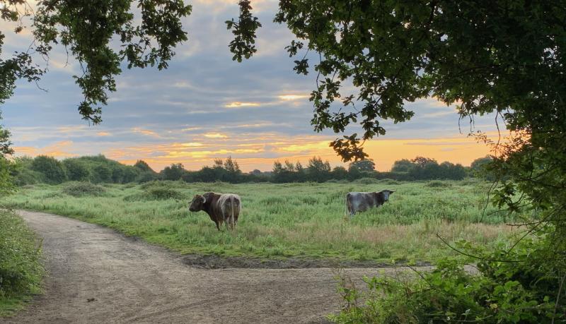 'Longhorn cattle freeranging at Knepp Wildland' © Peter Eastern/Wikimedia Commons