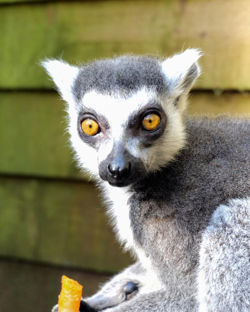Ricky the ring-tailed lemur celebrates 30th birthday at Shaldon Wildlife Trust