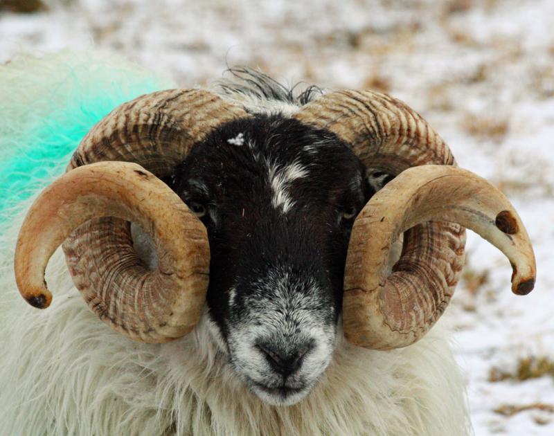 Exeter Livestock Market cancels sales amid bluetongue testing concerns
