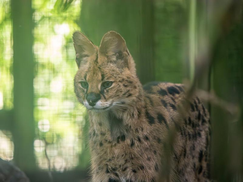 Dartmoor Zoo seeks support to cover unexpected costs for Serval rehoming