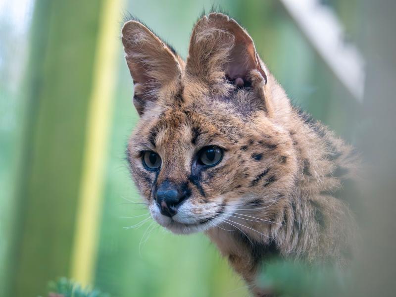 Meet the Serval: Dartmoor Zoo’s latest arrival