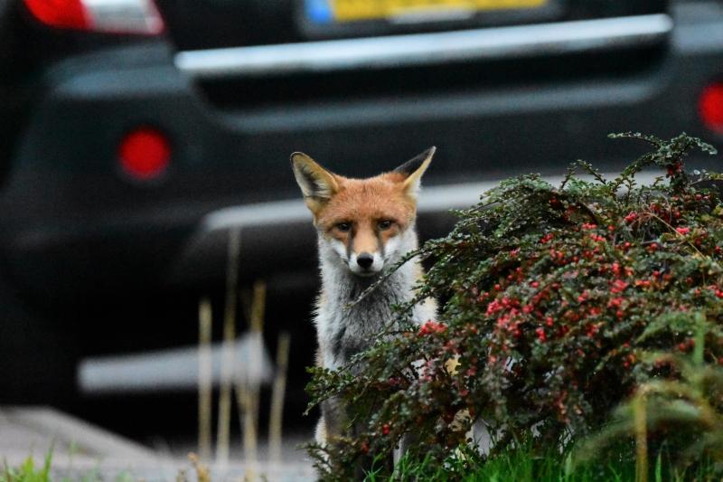 Little vixen