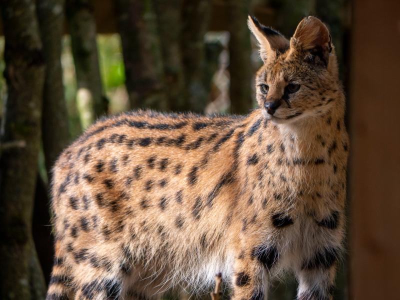 Churchill the Serval finds a mate at Dartmoor Zoo