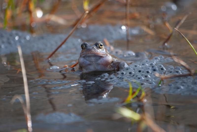 Woodland Trust calls on public to spot spring’s vital signs 