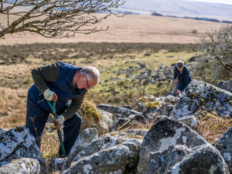 First trees planted to expand Wistman’s Wood
