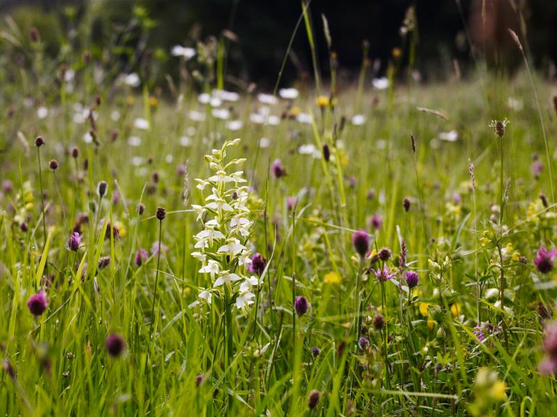 Big Devon Meadows Count launches to uncover wildflower 'hidden gems'