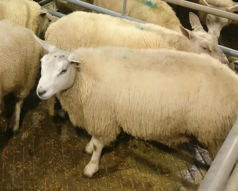 Devon Farmer auctions prize lamb