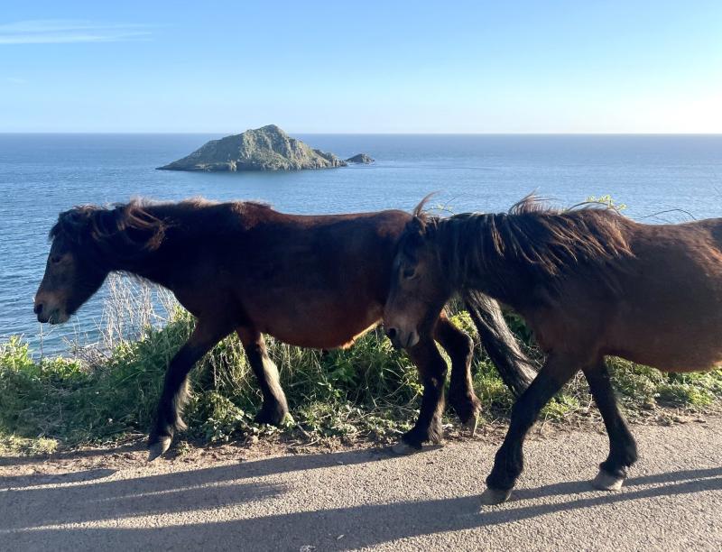 Why are Dartmoor ponies grazing on Wembury's cliffs?