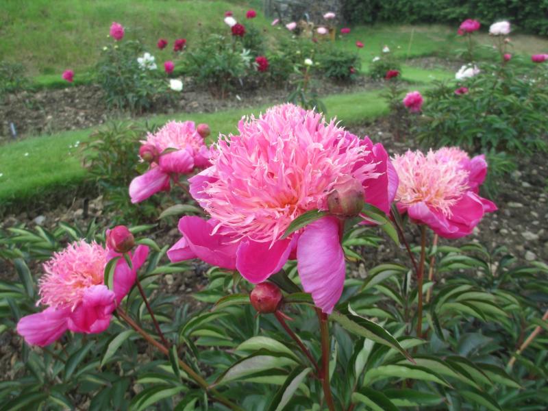 Paeonia 'Kelway's Majestic'