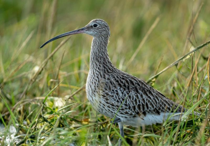 Rare curlews and martens are leaving Dartmoor – for now