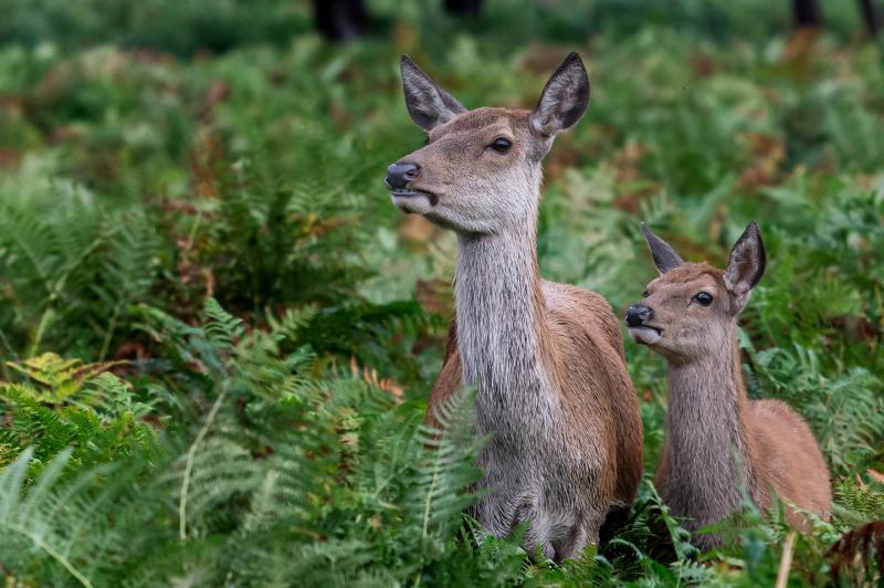 Police crack down on deer poaching in Teignbridge