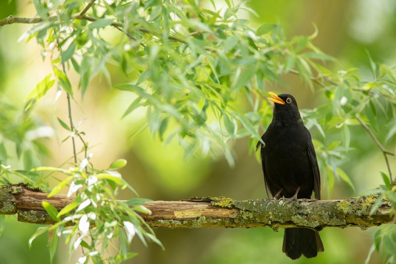 Adult male blackbird singing from a branch