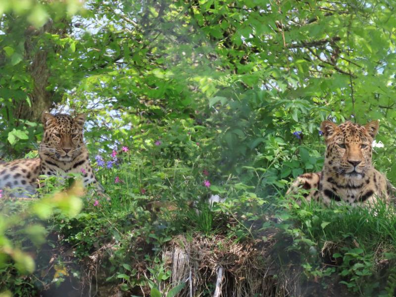 Amur Leopard pair Freddo and Lena introduced at Dartmoor Zoo