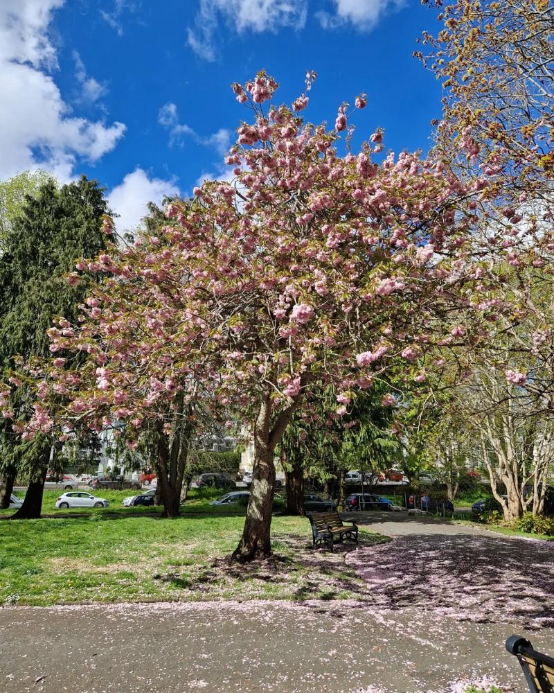 Plymouth Urban Tree Festival returns with over 40 events celebrating city’s natural canopy